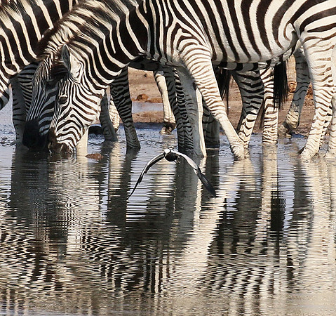 Hwange National Park