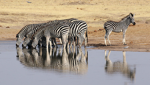 Hwange National Park