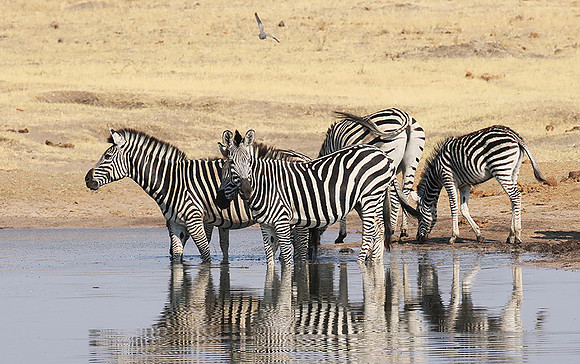 Hwange National Park