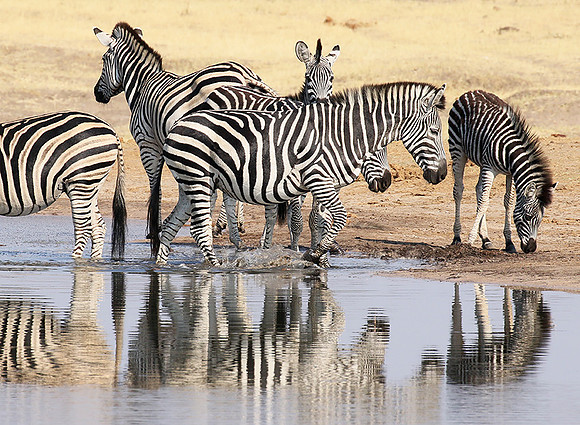 Hwange National Park
