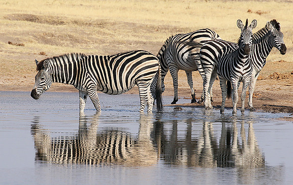 Hwange National Park