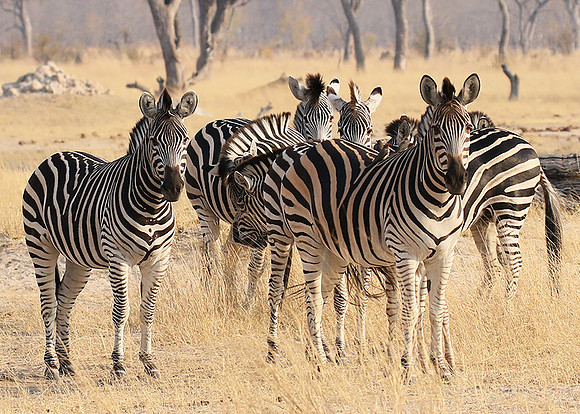 Hwange National Park