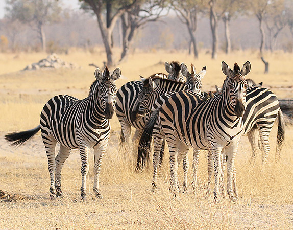Hwange National Park