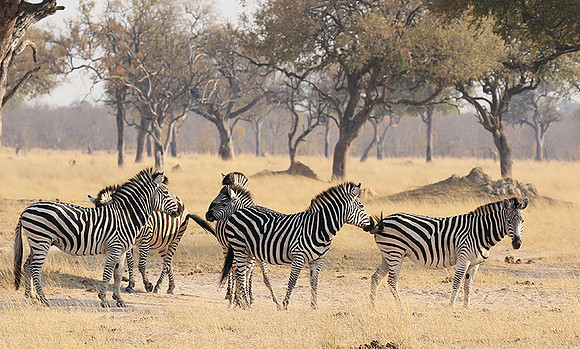 Hwange National Park