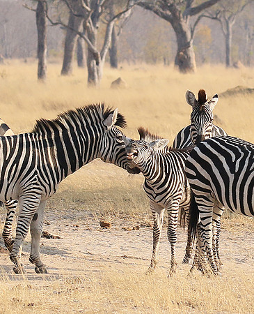 Hwange National Park