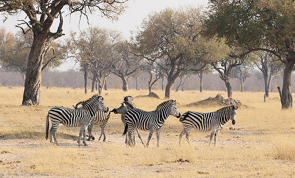 Hwange National Park