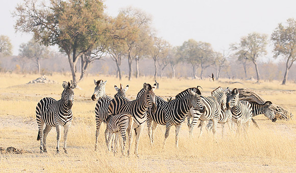 Hwange National Park