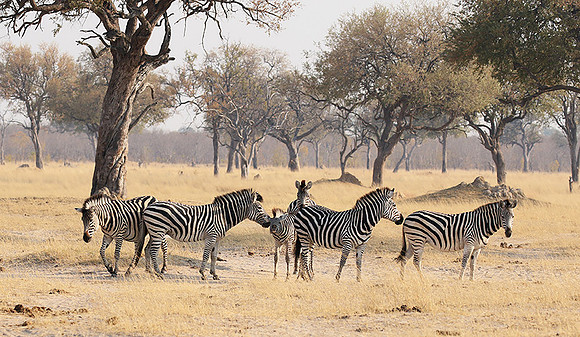 Hwange National Park