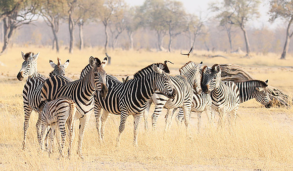 Hwange National Park