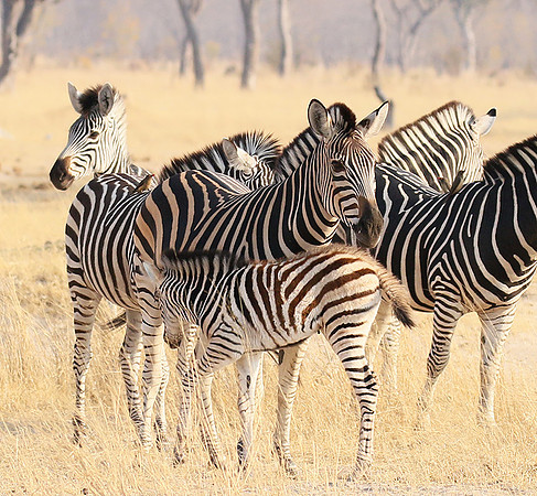 Hwange National Park