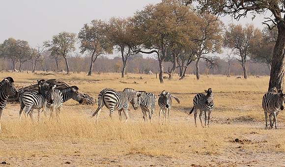 Hwange National Park