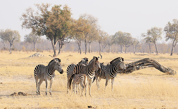 Hwange National Park