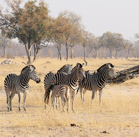 Hwange National Park