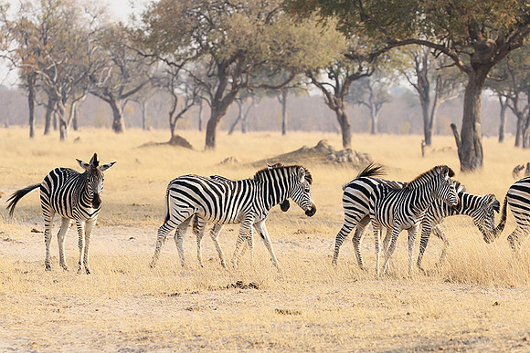 Hwange National Park
