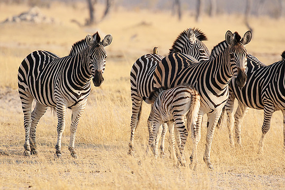 Hwange National Park