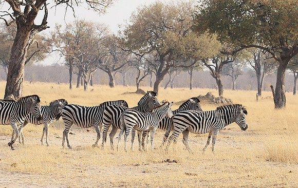 Hwange National Park
