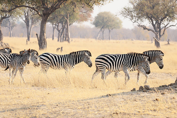 Hwange National Park