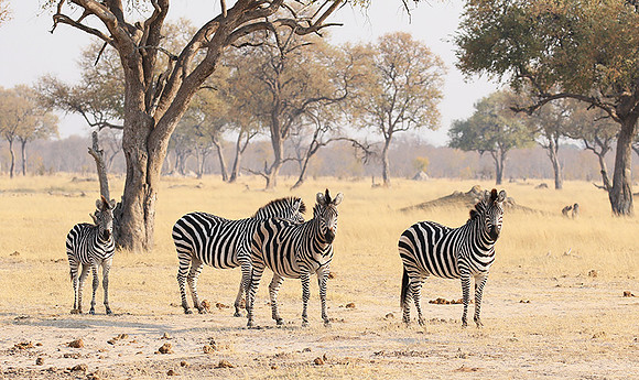 Hwange National Park