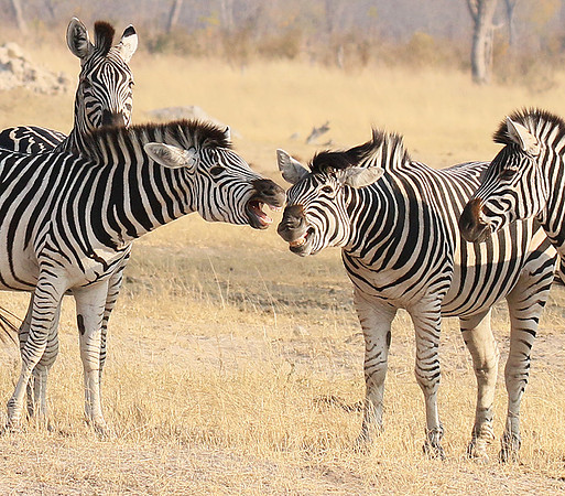 Hwange National Park