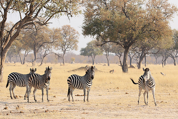 Hwange National Park