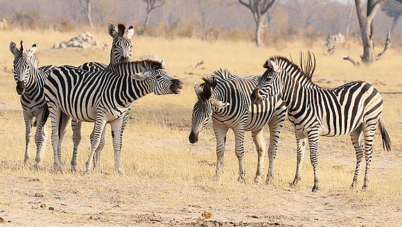 Hwange National Park