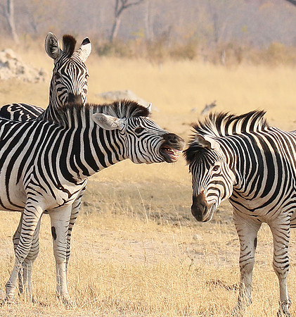 Hwange National Park