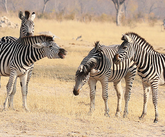 Hwange National Park