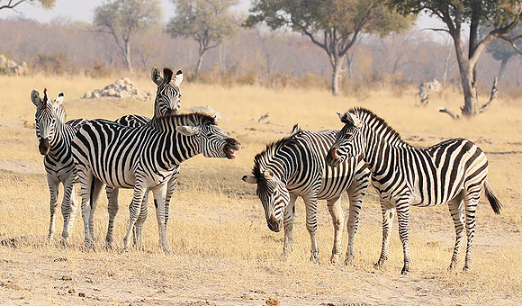 Hwange National Park