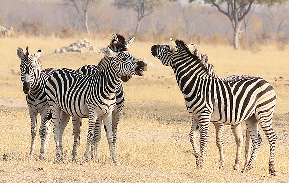 Hwange National Park