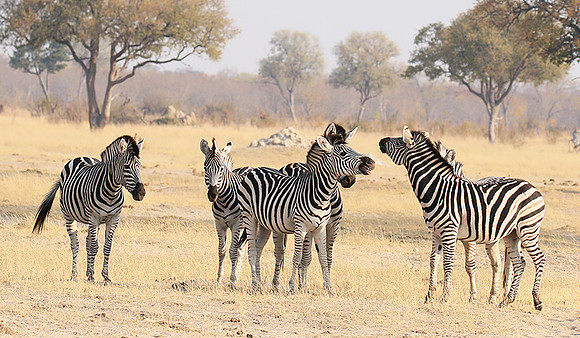 Hwange National Park