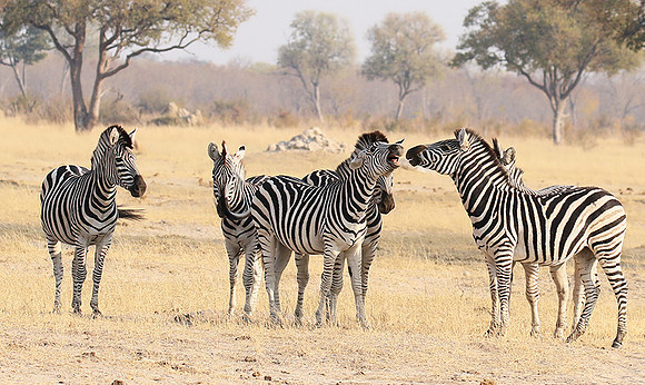 Hwange National Park