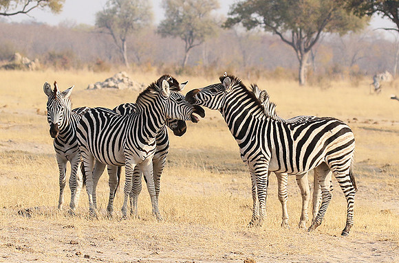 Hwange National Park