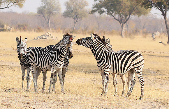 Hwange National Park