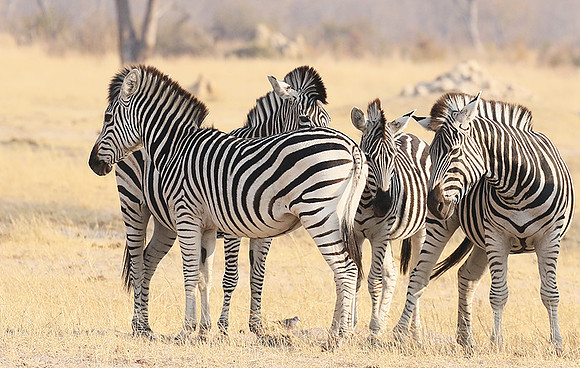 Hwange National Park