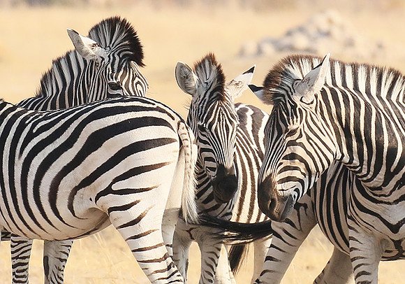 Hwange National Park