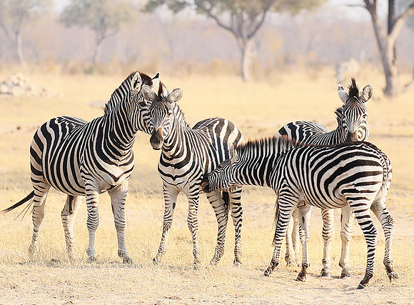 Hwange National Park