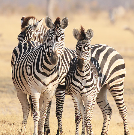 Hwange National Park