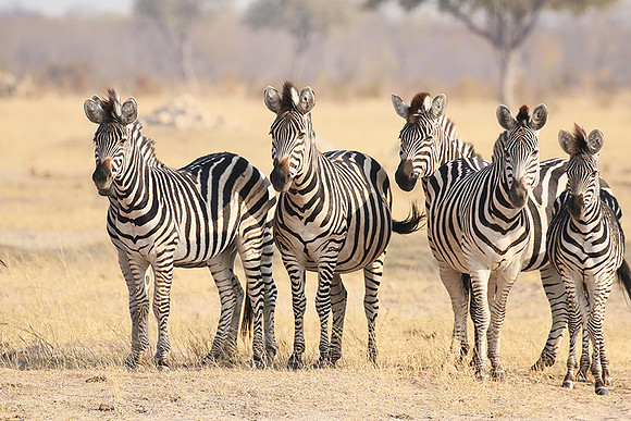 Hwange National Park