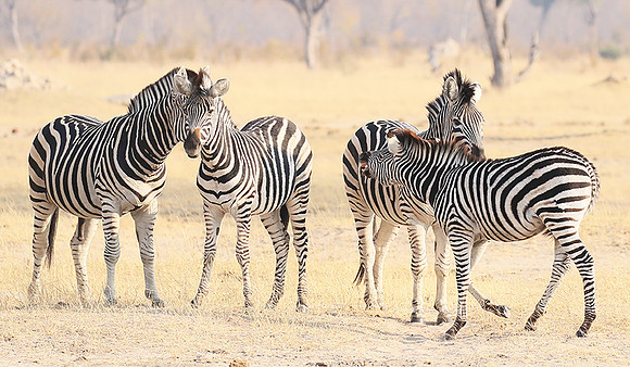 Hwange National Park