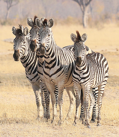 Hwange National Park