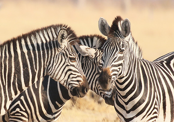 Hwange National Park