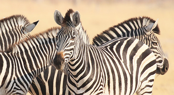 Hwange National Park