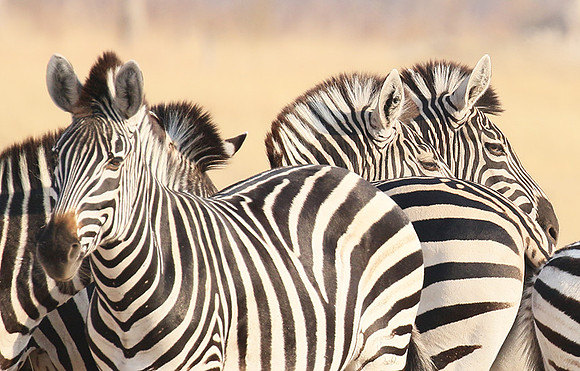 Hwange National Park