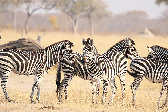 Hwange National Park