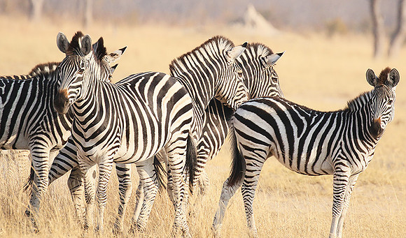 Hwange National Park