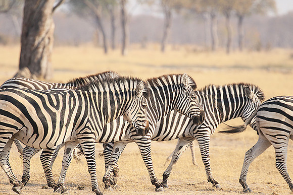 Hwange National Park