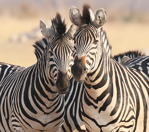 Hwange National Park