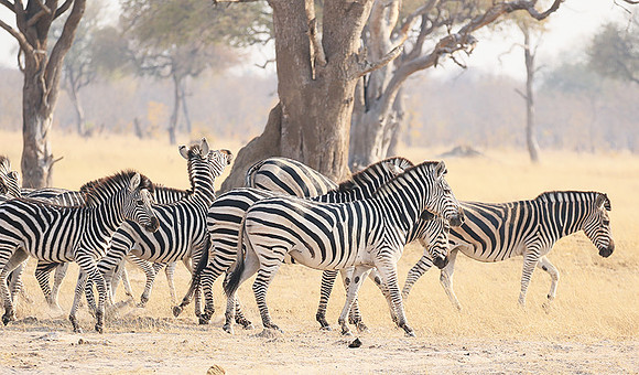 Hwange National Park