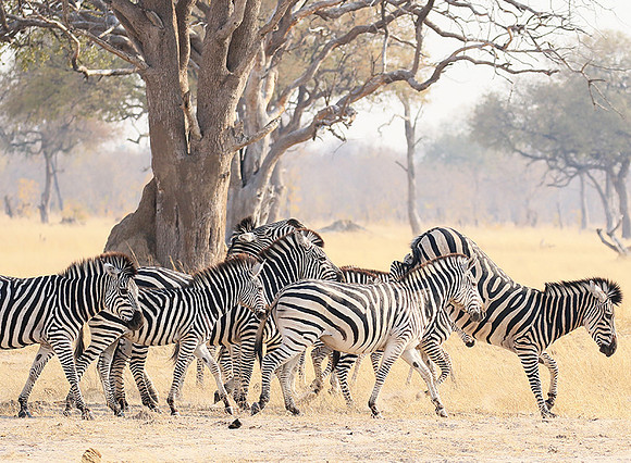 Hwange National Park