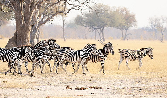 Hwange National Park